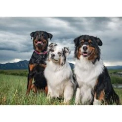 BIXBI RAWBBLE Fresh Chicken Recipe Limited Ingredient Grain-Free Dry Dog Food 14 BIXBI RAWBBLE Fresh Chicken Recipe Limited Ingredient Grain-Free Dry Dog Food -Blue Buffalo Shop 228740 PT6. AC SS1800 V1607041630