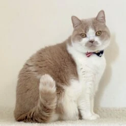 Necoichi My Cat For President Cotton Breakaway Cat Collar With Bell 17 Necoichi My Cat For President Cotton Breakaway Cat Collar With Bell -Blue Buffalo Shop 230665 PT6. AC SS1800 V1631312200