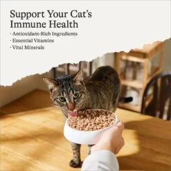 American Journey Kitten Minced Chicken Recipe in Gravy Grain-Free Canned Cat Food, 3-oz, Case Of 24 -Blue Buffalo Shop 242874 PT1. AC SS1800 V1689951427