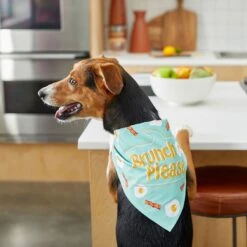 Frisco Brunch Please Dog & Cat Bandana 15 Frisco Brunch Please Dog & Cat Bandana -Blue Buffalo Shop 249207 PT5. AC SS1800 V1696597732