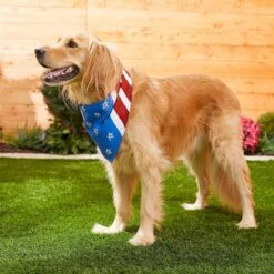 Frisco Stars & Stripes Dog & Cat Bandana -Blue Buffalo Shop 249329 PT5. AC SS1800 V1632433280