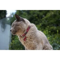 Red Dingo Mouse Personalized Stainless Steel Cat ID Tag, Small -Blue Buffalo Shop 260326 PT4. AC SS1800 V1610093598