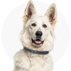 Red Dingo Mouse Personalized Stainless Steel Cat ID Tag, Small -Blue Buffalo Shop 260326 PT6. AC SS1800 V1627925212