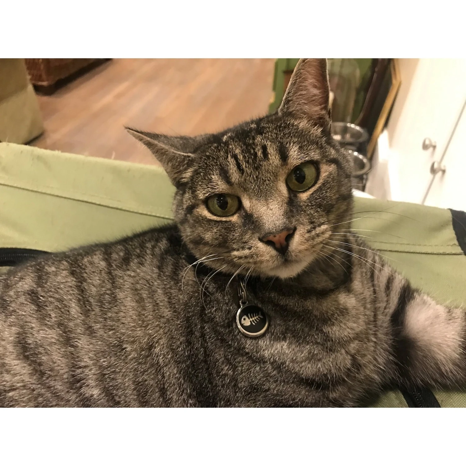 Red Dingo Skeleton Fish Stainless Steel Personalized Cat ID Tag 6 Red Dingo Skeleton Fish Stainless Steel Personalized Cat ID Tag - Image 4