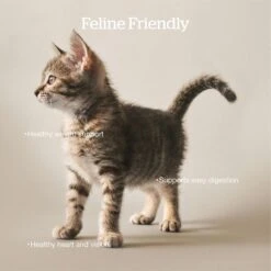 Now Fresh Grain-Free Adult Formula Dry Cat Food -Blue Buffalo Shop 261235 PT2. AC SS1800 V1637792216