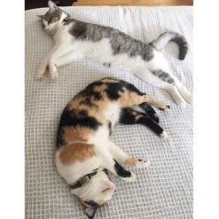 DOG ID Personalized Cat ID Tag -Blue Buffalo Shop 262043 PT3. AC SS1800 V1607481764