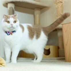 Necoichi Purrfect Picnic Bow Tie Cotton Breakaway Cat Collar With Bell -Blue Buffalo Shop 263683 PT8. AC SS1800 V1607992939