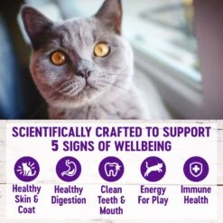 Wellness Natural Hairball Control Chicken Meal & Rice Recipe Dry Cat Food 12 Wellness Natural Hairball Control Chicken Meal & Rice Recipe Dry Cat Food -Blue Buffalo Shop 265114 PT3. AC SS1800 V1636510445