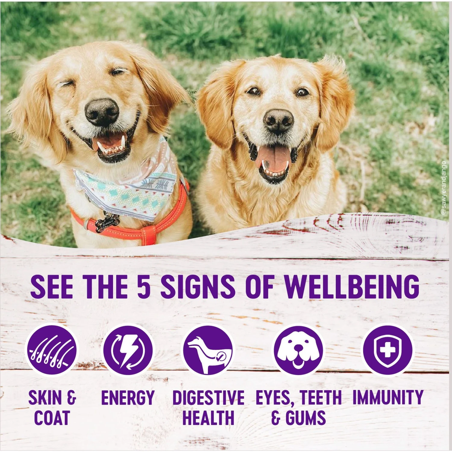 Wellness Complete Health Pate Variety Pack Wet Dog Food 6 Wellness Complete Health Pate Variety Pack Wet Dog Food - Image 4