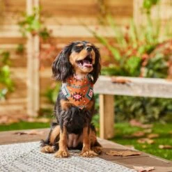 Frisco Southwest Dog & Cat Bandana -Blue Buffalo Shop 267904 PT5. AC SS1800 V1637679734