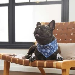 Frisco Fall Vibes Dog & Cat Bandana 15 Frisco Fall Vibes Dog & Cat Bandana -Blue Buffalo Shop 267913 PT5. AC SS1800 V1637722289