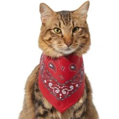 Frisco Red Paisley Dog & Cat Bandana 13 Frisco Red Paisley Dog & Cat Bandana -Blue Buffalo Shop 267919 PT3. AC SS1800 V1637652719