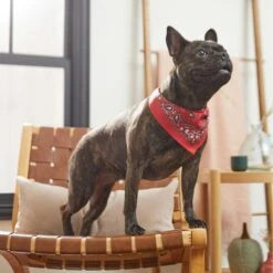 Frisco Red Paisley Dog & Cat Bandana 15 Frisco Red Paisley Dog & Cat Bandana -Blue Buffalo Shop 267919 PT5. AC SS1800 V1637687581