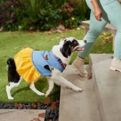 Frisco Chambray Plaid Dog & Cat Dress 16 Frisco Chambray Plaid Dog & Cat Dress -Blue Buffalo Shop 268637 PT6. AC SS1800 V1637730174