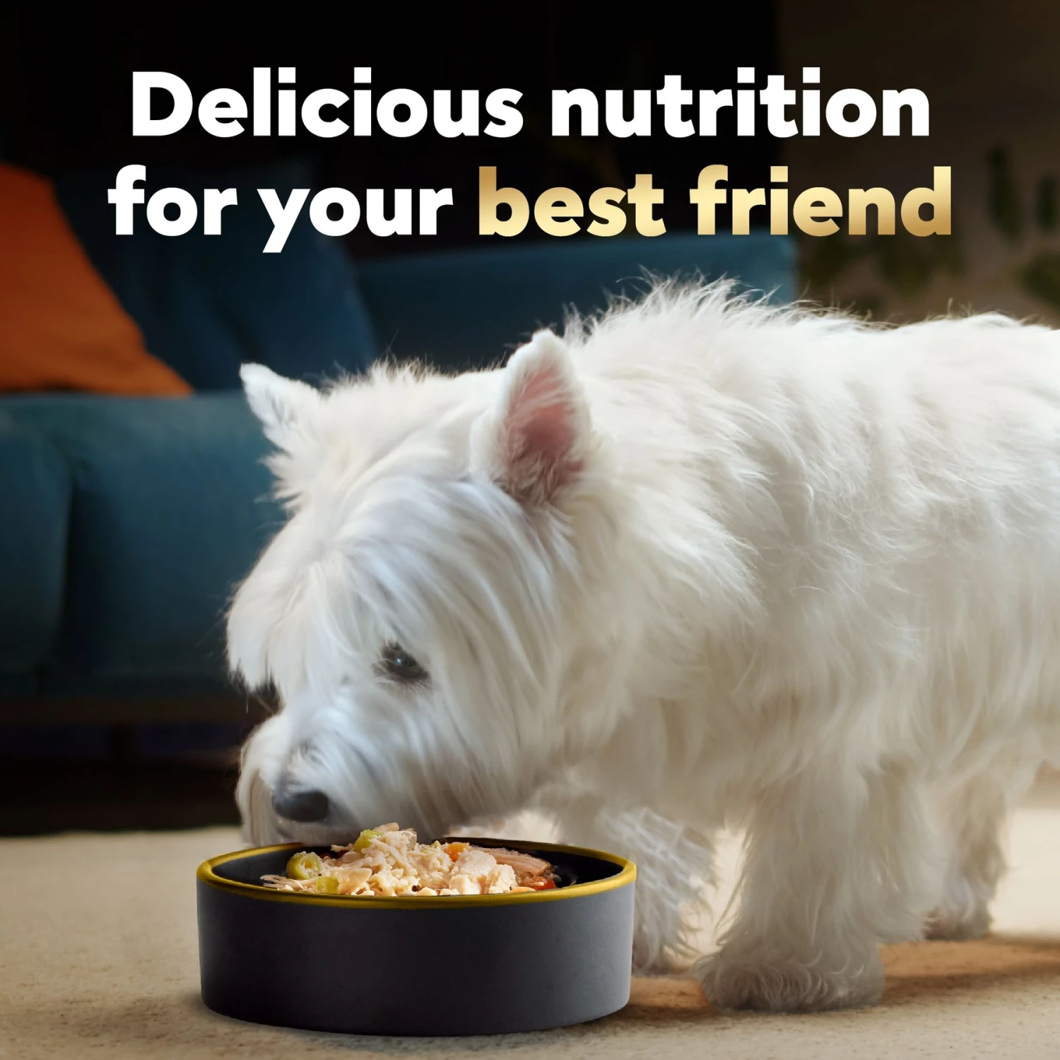 Cesar Wholesome Bowls Chicken Recipe & Chicken, Sweet Potato, Green Beans Recipe Variety Pack Small Breed Adult Wet Dog Food 10 Cesar Wholesome Bowls Chicken Recipe & Chicken, Sweet Potato, Green Beans Recipe Variety Pack Small Breed Adult Wet Dog Food - Image 8