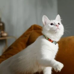 STAR WARS THE MANDALORIAN GROGU Pumpkin Dog Collar -Blue Buffalo Shop 272940 PT8. AC SS1800 V1623879679