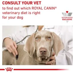 Royal Canin Veterinary Diet Adult Renal Support Early Consult Loaf In Sauce Canned Dog Food 17 Royal Canin Veterinary Diet Adult Renal Support Early Consult Loaf In Sauce Canned Dog Food -Blue Buffalo Shop 276003 PT6. AC SS1800 V1701379888