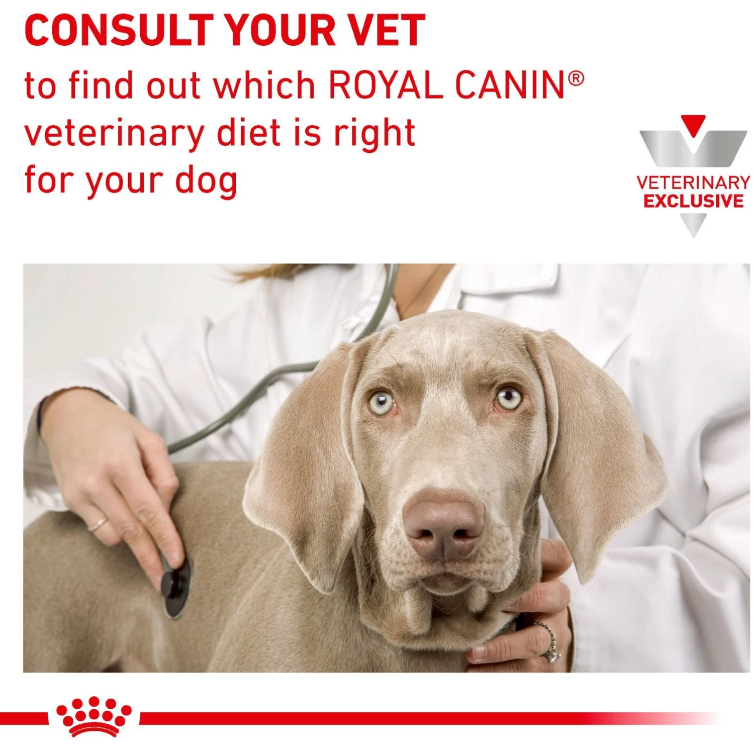 Royal Canin Veterinary Diet Adult Renal Support Early Consult Loaf In Sauce Canned Dog Food 9 Royal Canin Veterinary Diet Adult Renal Support Early Consult Loaf In Sauce Canned Dog Food - Image 7