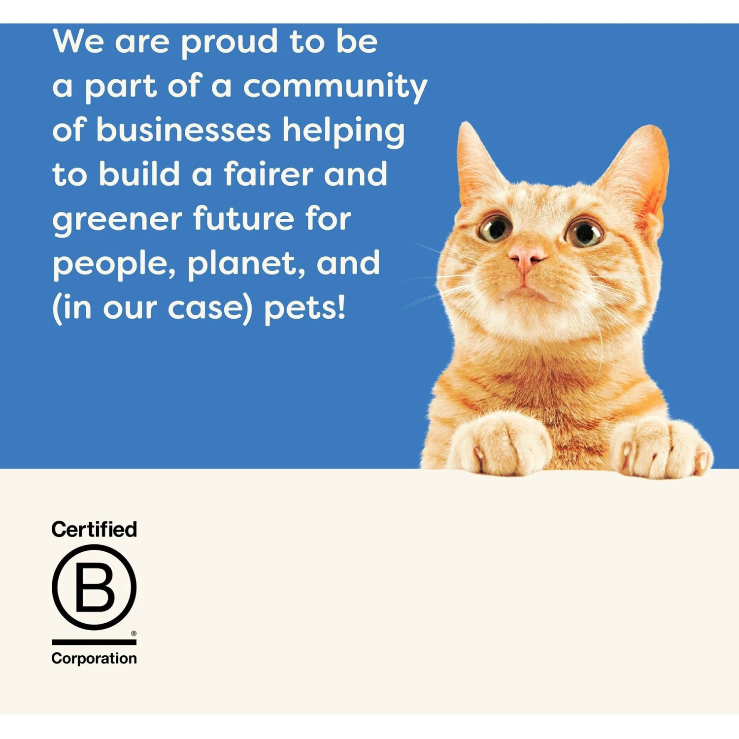 Applaws Tuna Fillet In Broth Wet Kitten Food 9 Applaws Tuna Fillet In Broth Wet Kitten Food - Image 7