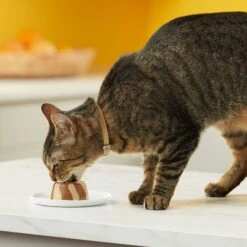 Meow Mix Tasty Layers Variety Pack Swirled Paté Cat Food, 2.75-oz Can, Case Of 12 16 Meow Mix Tasty Layers Variety Pack Swirled Paté Cat Food, 2.75-oz Can, Case Of 12 -Blue Buffalo Shop 292092 PT5. AC SS1800 V1670940401