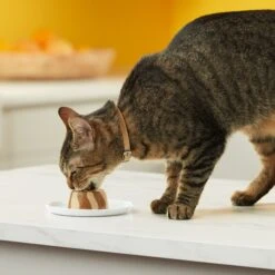 Meow Mix Tasty Layers Tuna & Whitefish Recipe Stuffed With Real Tuna Swirled Paté Cat Food, 2.75-oz Can, Case Of 12 -Blue Buffalo Shop 292096 PT5. AC SS1800 V1619575024