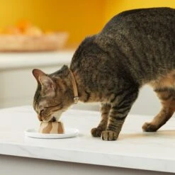 Meow Mix Tasty Layers Chicken & Turkey Recipe Stuffed With Real Chicken Swirled Paté Cat Food, 2.75-oz Can, Case Of 12 -Blue Buffalo Shop 292098 PT5. AC SS1800 V1670621341