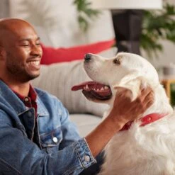 Purina Pro Plan Sport Performance All Life Stages High-Protein 30/20 Chicken & Rice Formula Dry Dog Food & Milk-Bone Original Large Biscuit Dog Treats 14 Purina Pro Plan Sport Performance All Life Stages High-Protein 30/20 Chicken & Rice Formula Dry Dog Food & Milk-Bone Original Large Biscuit Dog Treats -Blue Buffalo Shop 293694 PT4. AC SS1800 V1620243732