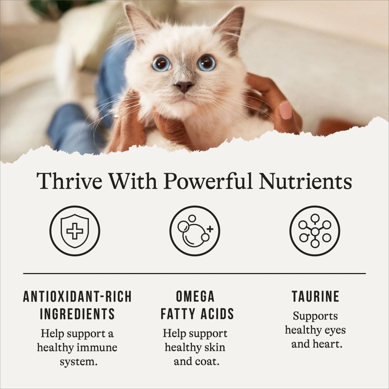 American Journey Salmon Recipe Grain-Free Dry Cat Food & American Journey 100% Chicken Freeze-Dried Grain-Free Cat Treats 7 American Journey Salmon Recipe Grain-Free Dry Cat Food & American Journey 100% Chicken Freeze-Dried Grain-Free Cat Treats - Image 5