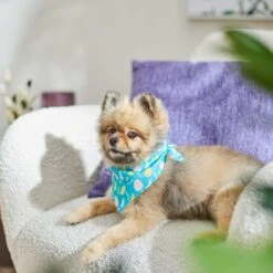 Frisco Spring Easter Egg Dog & Cat Bandana -Blue Buffalo Shop 300663 PT5. AC SS1800 V1641539822