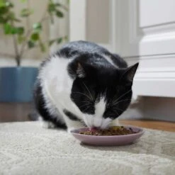 Frisco Paris Non-skid Ceramic Cat Dish & Frisco Paris Non-skid Ceramic Cat Dish 15 Frisco Paris Non-skid Ceramic Cat Dish & Frisco Paris Non-skid Ceramic Cat Dish -Blue Buffalo Shop 302490 PT4. AC SS1800 V1623074555