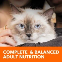 Iams ProActive Health Adult Indoor Weight & Hairball Care With Salmon Dry Cat Food -Blue Buffalo Shop 311438 PT7. AC SS1800 V1677256362