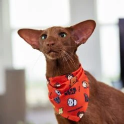 STAR WARS Pictogram Dog & Cat Bandana -Blue Buffalo Shop 311873 PT8. AC SS1800 V1643322232