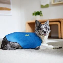 Frisco Chambray Pineapple Dog & Cat Shirt 19 Frisco Chambray Pineapple Dog & Cat Shirt -Blue Buffalo Shop 312192 PT8. AC SS1800 V1644526681