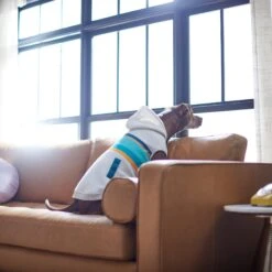 Frisco Striped Dog & Cat Hoodie 15 Frisco Striped Dog & Cat Hoodie -Blue Buffalo Shop 312265 PT8. AC SS1800 V1644884817