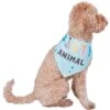 Frisco Party Animal Dog & Cat Bandana -Blue Buffalo Shop 315136 MAIN. AC SS1800 V1646438241