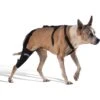 WALKABOUT Dog & Cat Knee Brace 2 WALKABOUT Dog & Cat Knee Brace -Blue Buffalo Shop 325492 MAIN. AC SS1800 V1687370196