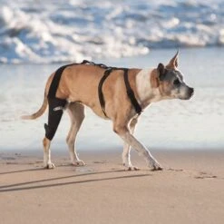 WALKABOUT Dog & Cat Knee Brace -Blue Buffalo Shop 325492 PT3. AC SS1800 V1687375247