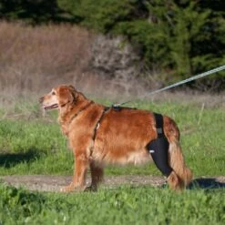 WALKABOUT Dog & Cat Knee Brace -Blue Buffalo Shop 325492 PT4. AC SS1800 V1687374898