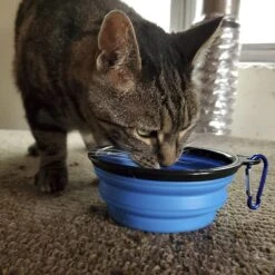 Mayday Emergency Dry Cat Food, 8-oz Bag 9 Mayday Emergency Dry Cat Food, 8-oz Bag -Blue Buffalo Shop 327467 PT4. AC SS1800 V1631641012