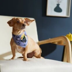 Disney Hocus Pocus Reversible Dog & Cat Bandana -Blue Buffalo Shop 334706 PT8. AC SS1800 V1657656875