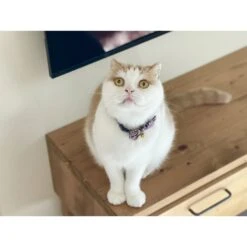 Necoichi Gilded Gold Bow Tie Breakaway Cat Collar -Blue Buffalo Shop 335341 PT4. AC SS1800 V1643668311