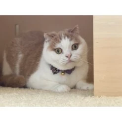 Necoichi Gilded Gold Bow Tie Breakaway Cat Collar -Blue Buffalo Shop 335341 PT5. AC SS1800 V1643675514