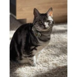 Necoichi Hanami Bow Tie Breakaway Cat Collar 17 Necoichi Hanami Bow Tie Breakaway Cat Collar -Blue Buffalo Shop 335355 PT7. AC SS1800 V1644903730