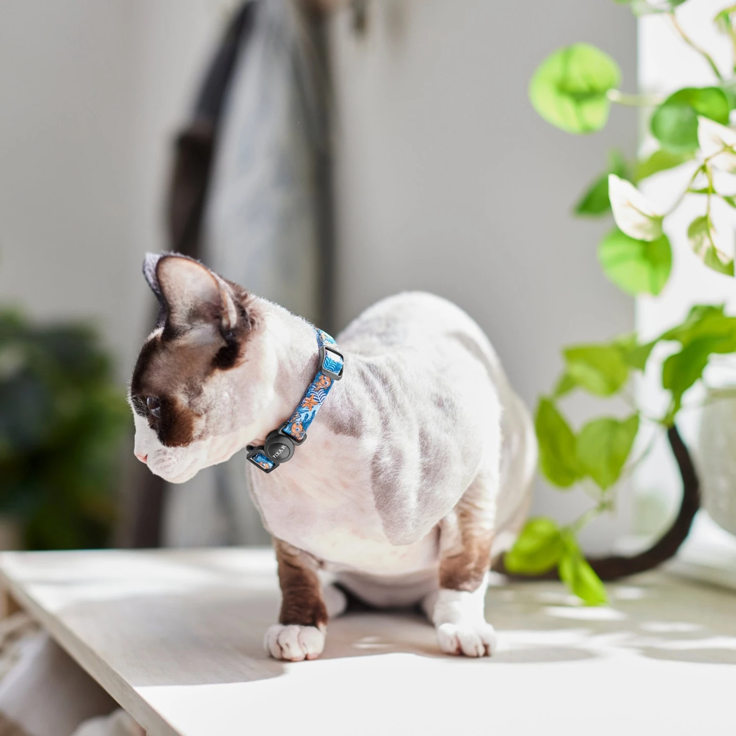 Pixar Finding Nemo Cat Collar 6 Pixar Finding Nemo Cat Collar - Image 4