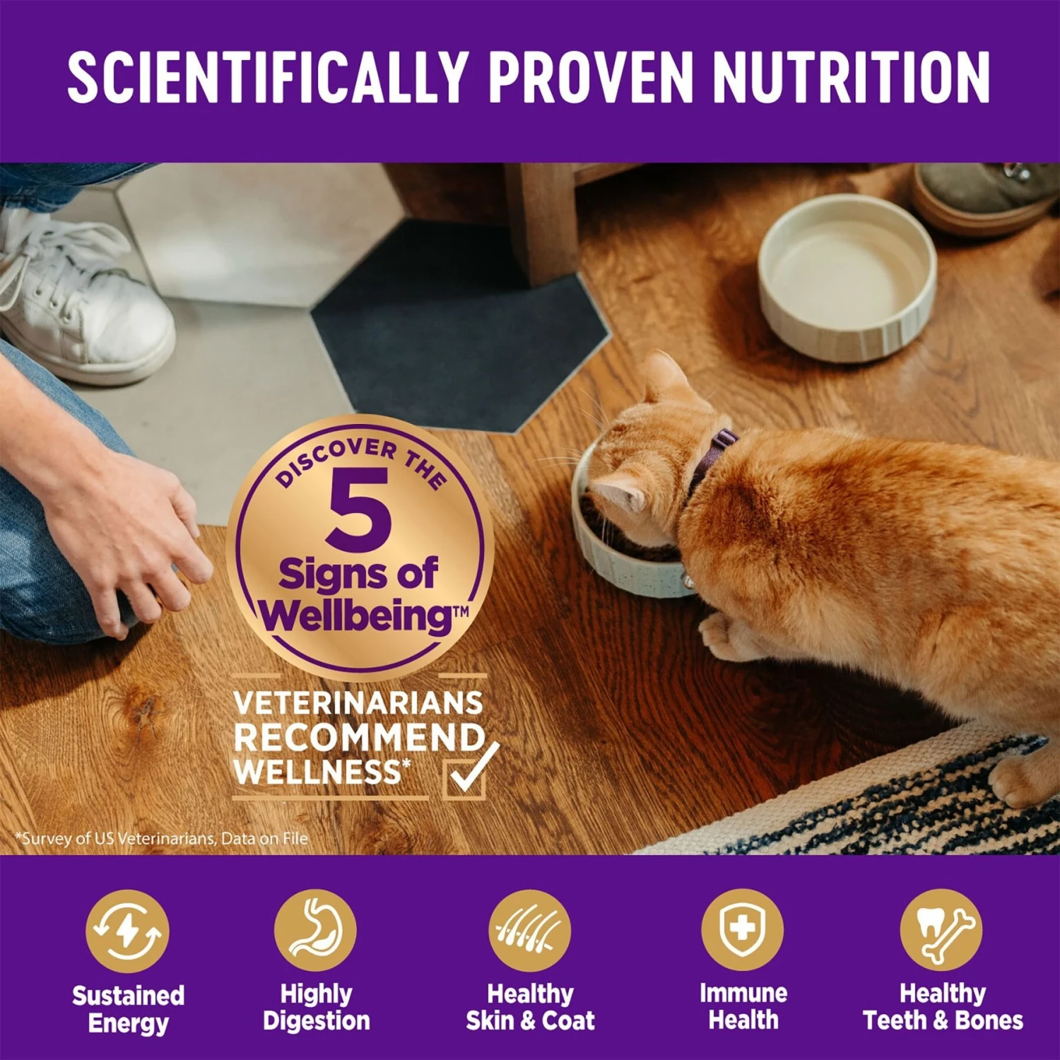 Wellness Complete Health Natural Grain-Free Deboned Chicken & Chicken Meal Dry Kitten Food & Wellness Complete Health Kitten Variety Pack Grain-Free Canned Cat Food, 3-oz, Case Of 12 7 Wellness Complete Health Natural Grain-Free Deboned Chicken & Chicken Meal Dry Kitten Food & Wellness Complete Health Kitten Variety Pack Grain-Free Canned Cat Food, 3-oz, Case Of 12 - Image 5
