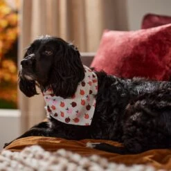 Frisco Apple Dog & Cat Bandana -Blue Buffalo Shop 353786 PT6. AC SS1800 V1660749688