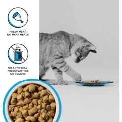 BIXBI RAWBBLE Chicken & Salmon Recipe Grain-Free Freeze-Dried Cat Food 11 BIXBI RAWBBLE Chicken & Salmon Recipe Grain-Free Freeze-Dried Cat Food -Blue Buffalo Shop 355142 PT2. AC SS1800 V1668730004