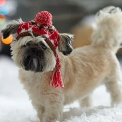 Frisco Reindeer Fair Isle Dog & Cat Pom Hat -Blue Buffalo Shop 358309 PT4. AC SS1800 V1661797821