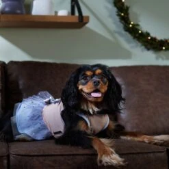 Disney Frozen's Anna & Elsa Dog & Cat Dress -Blue Buffalo Shop 358396 PT7. AC SS1800 V1661799561