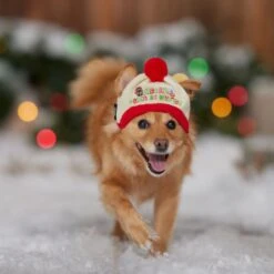 STAR WARS Knit Dog & Cat Hat 11 STAR WARS Knit Dog & Cat Hat -Blue Buffalo Shop 358443 PT4. AC SS1800 V1661799043